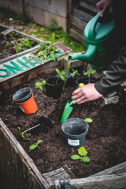 Essential Tips for Vegetable Gardening