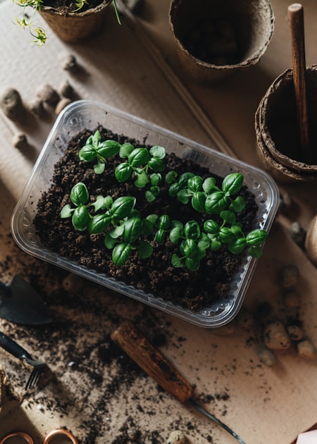 Companion Planting for Better Yields