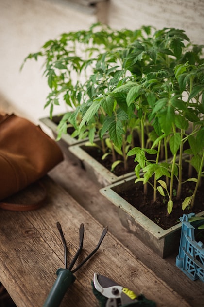 Top 5 Vegetables to Grow for Profit